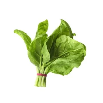 Bundle of fresh spinach isolated on white Stock Photos