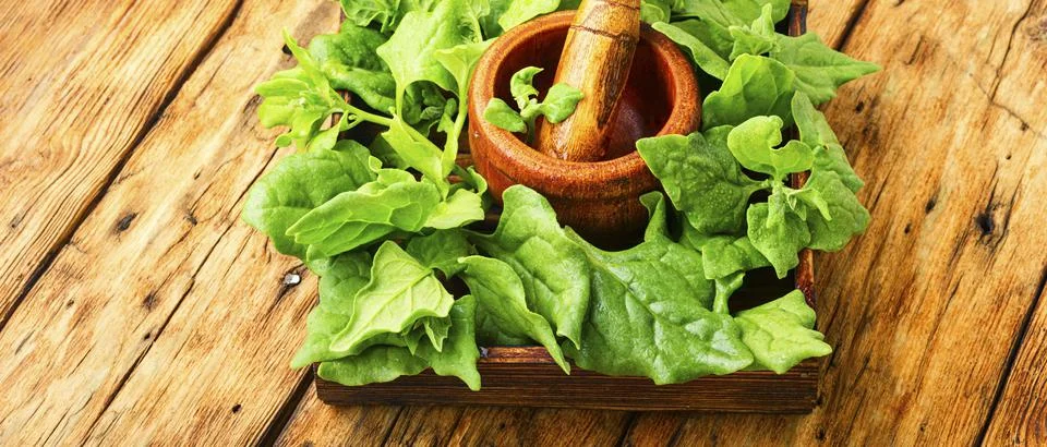 Bundle of fresh spinach Stock Photos