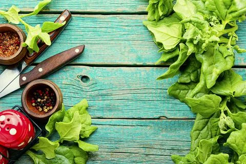 Bundle of fresh spinach Stock Photos