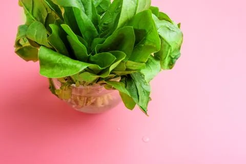 A bundle of fresh spinach on pink background healthy eating concept copy s[ac Stock Photos