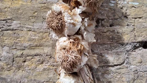 Bundle of garlic hanging on a rustic wall Stock Footage 338010484