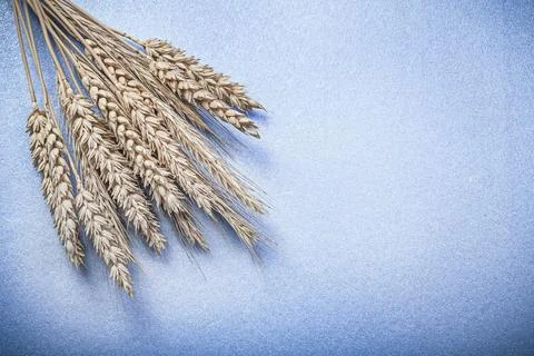 Bundle of golden rye ears on a blue background Stock Photos