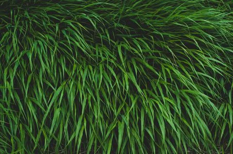 Bundle of green grass close up, evergreen vegetation, colorful vibrant botani 스톡 사진