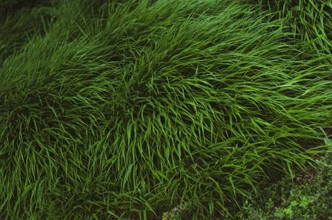 Bundle of green grass close up, evergreen vegetation, colorful vibrant botani Stock Photos