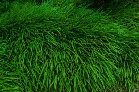 Bundle of green grass close up, evergreen vegetation, colorful vibrant botani 스톡 사진