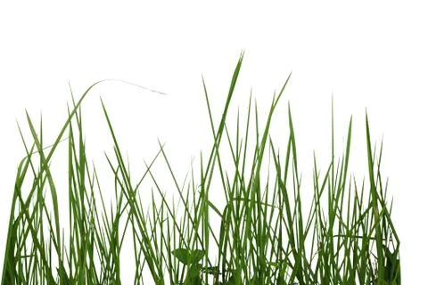 Bundle of green grass isolated on white background Stock Photos
