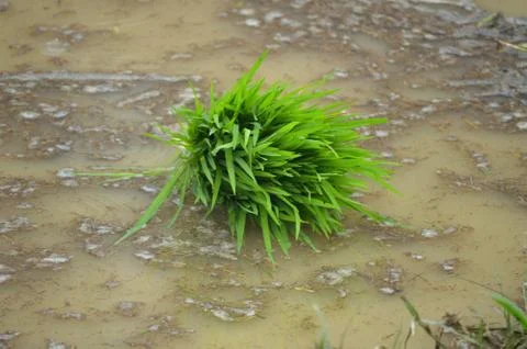 A bundle of green young paddy Stock Photos