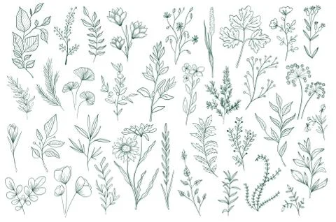 Bundle of hand drawn floral decorative elements. Illustrazione stock