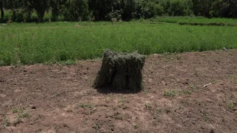 A bundle of the harvest has been made into a large stack in the center. Stock Footage 321943980