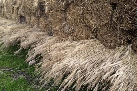 Bundle of harvested reed canary grass Stock Photos