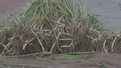 Bundle of harvested water chestnut seedlings on field ridge Vídeos de archivo 343595040