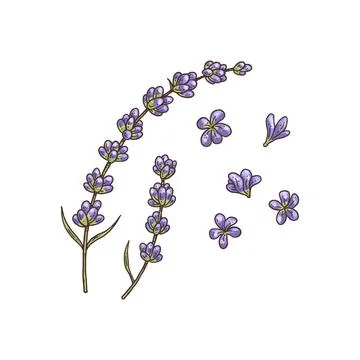 Bundle of lavender flowers and branches, engraving vector illustration isolated. Stock Illustration