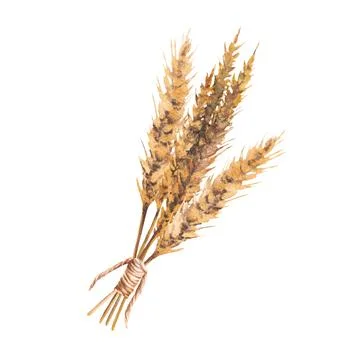 Bundle of malt ears tied with rope twine. Watercolor spikes golden grain ears Stock Illustration