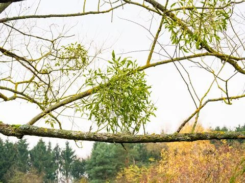 Bundle of mistletoe on a bare tree branch Stock Photos
