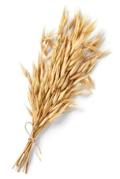 Bundle of oat plant Stock Photos