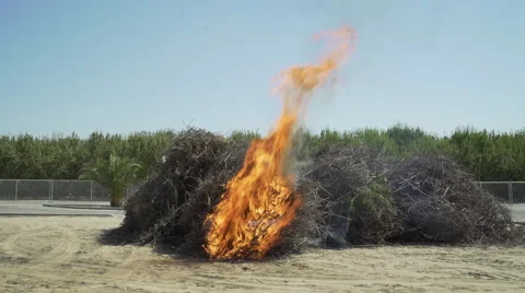 Bundle pile almond branches burn set fire next to orchard Stock-Footage 67647462