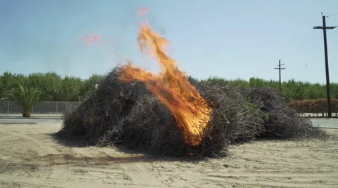 Bundle pile almond branches burn set fire next to orchard Stock-Footage 67672073