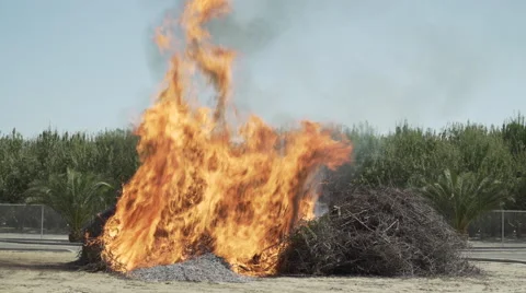 Bundle pile almond branches burn set fire next to orchard Stock-Footage 67672764