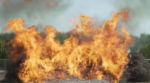 Bundle pile almond branches burn set fire next to orchard Stock-Footage 67673540