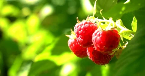 Bundle of raspberries hang on bush. Stock-Footage 127747890