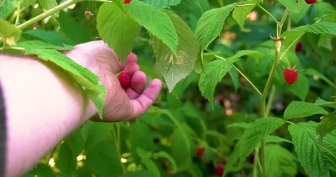Bundle of raspberry hang on bush and man gather. Stock-Footage 127747823