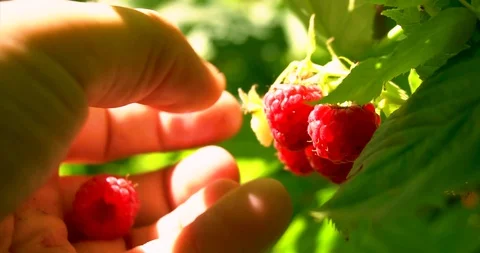 Bundle of raspberry hang on bush and man gather. Stock Footage 127747876