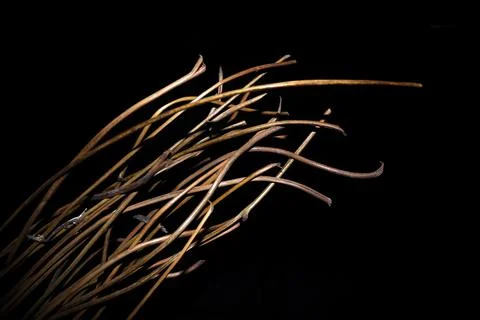 Bundle of Rattan Roots with Natural Texture Isolated on Black Background Stock Photos