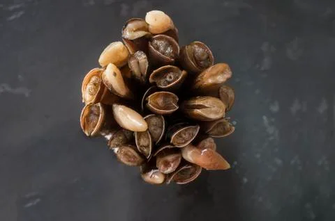 Bundle of razor clams Stock Photos