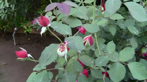 Bundle of red roses Stock Photos