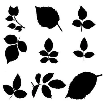 A bundle of rose leaf silhouette vector art illustration Stock Illustration