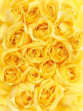 Bundle of Roses Stock Photos