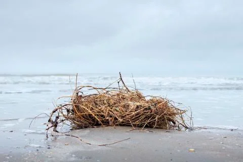 Bundle of seaweed mixed with plastic washed up on the shore Stock Photos