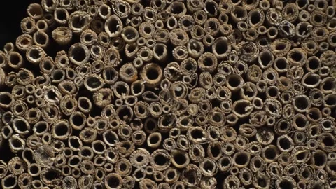 Bundle of straw. Rich texture on the cut of the straws. Macro shot. Video stock 293929669