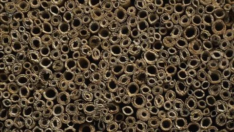Bundle of straw. Rich texture on the cut of the straws. Macro shot. Stock Photos