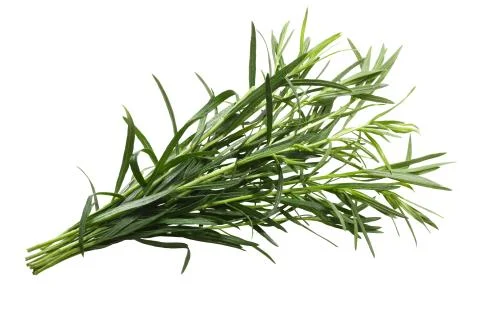 Bundle of tarragon Artemisia dracunculus, paths Stock Photos