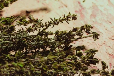 Bundle of thyme sprigs on a textural background Stock Photos
