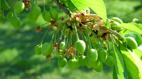 Bundle of unripe small cherry tree fruits in late spring Video stock 274065261