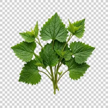 Bundle of vibrant green garlic mustard leaves, freshly picked and ready to us Fotos Stock
