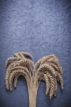 Bundle of wheat and rye ears Food and beverage concept Stock Photos
