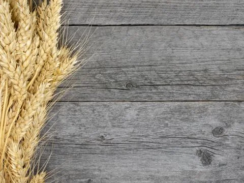 Bundle of wheat spikelets on table out of grey boards. Stock Photos