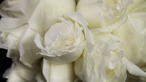 A bundle of white roses Slowly revolving Video stock 82335797