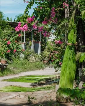 Bundled green sedge grass drying under pink bougainvillea flowers in a cour.. Stock Photos