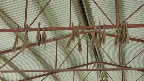 Bundles of dried fodder hanging from barn rafters, preparing feed for livestock Stock Footage 346309703