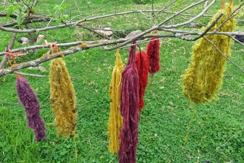 Bundles of dyed wool drying on a tree in Peru. Foto stock