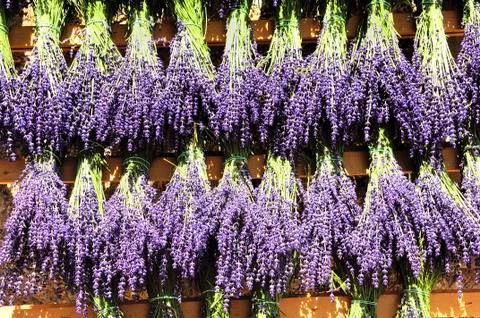 Bundles of lavender Stock Photos