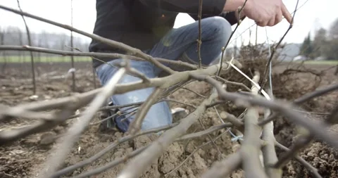 Bundling Young Bare Root Tree Saplings in a Nursery Field Stock Footage 340293002