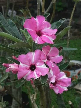 Bunga Adenium Foto stock