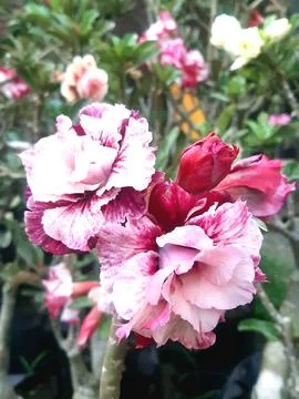 Bunga Adenium Foto stock