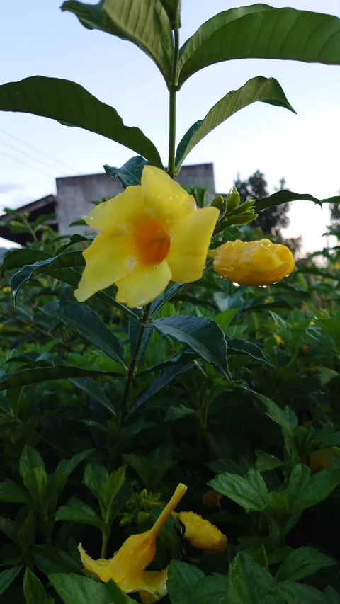 Bunga Alamanda Stock Footage 209137974