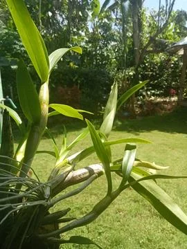 Bunga anggrek Stock Photos